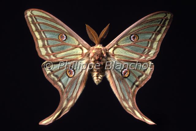 actias isabellae.JPG - Actias isabellae (Graellsia isabellae)Isabelle, Isabelle de France, Papillon vitrailSpanish moon mothLepidoptera, SaturniidaePapillon protégé en France